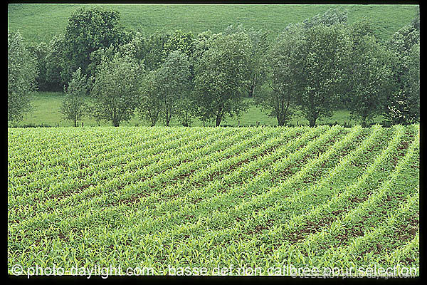 agriculture